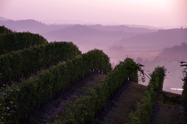 Weinbau im Piemont