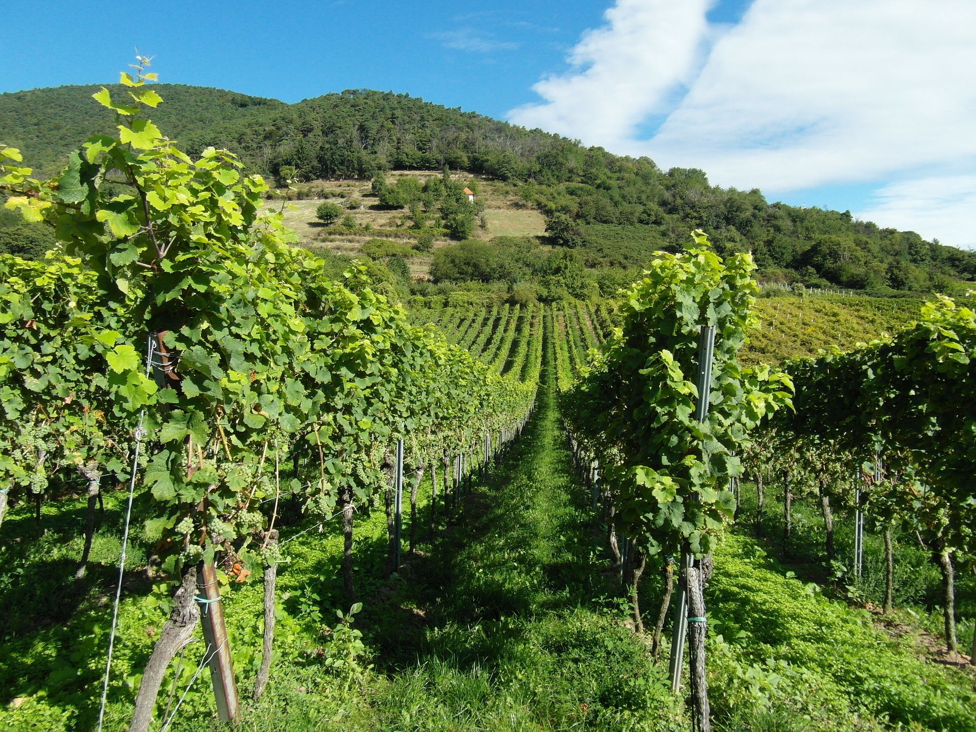 Mehrere Weinrebenreihen bei blauem Himmel an einem Hügel in der Weinregion Nahe