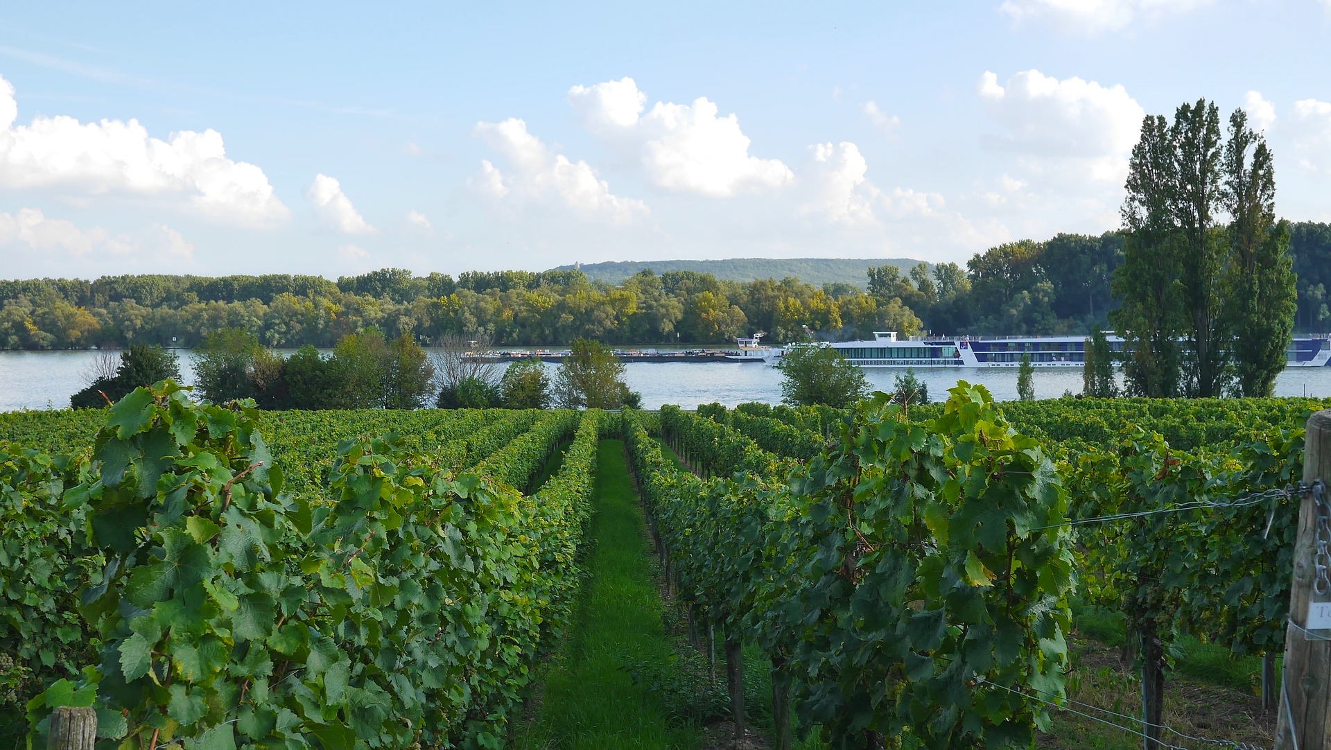 Weinreben nahe des Rheins