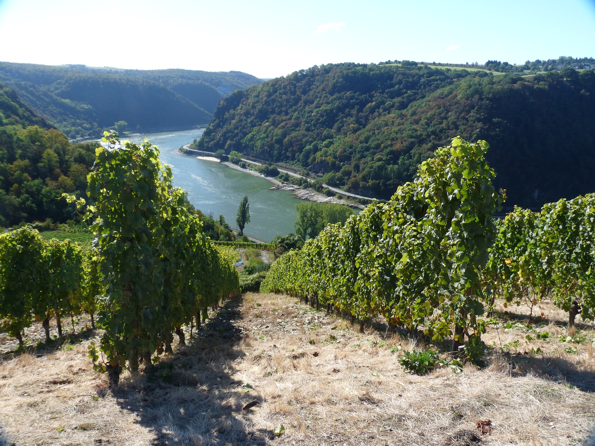 Blick von den Weinbergen des Rheingaus auf den Rhein