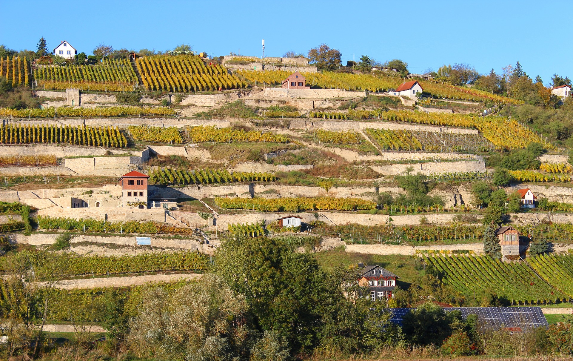 Kleine bunte Weinberghäuschen zwischen Weinreben in der Weinregion Saale-Unstrut