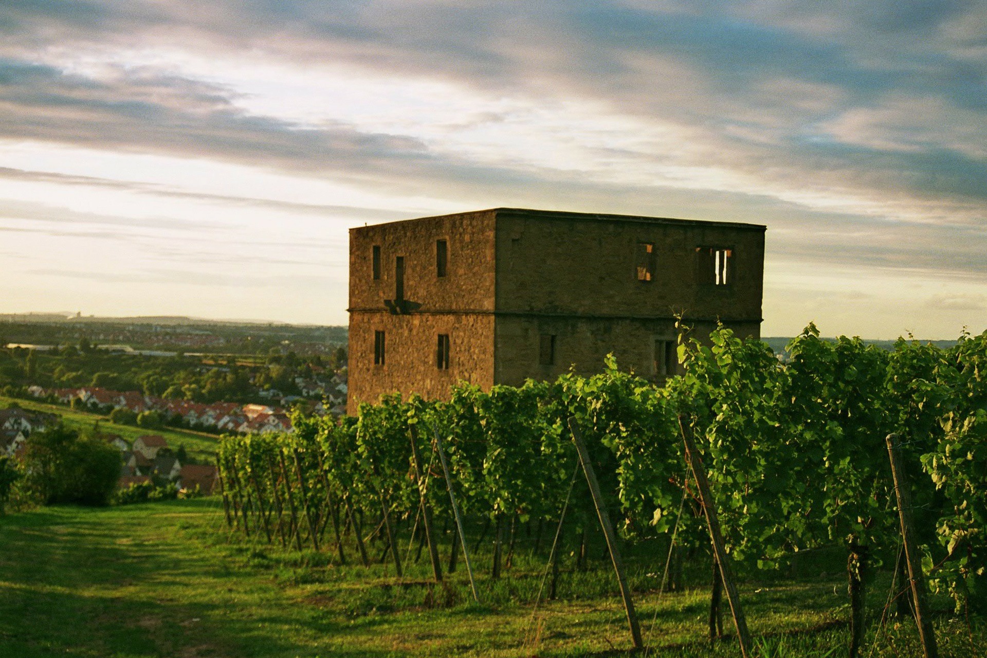 Saftig grüne Weinreben vor einer alten Ruine eines Weinhauses am Rande eines württembergischen Weingutes