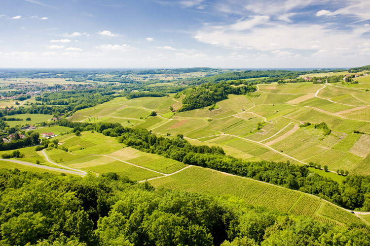 Weinreben bei Sonnenschein auf den Hügeln der französischen Weinregion Jura