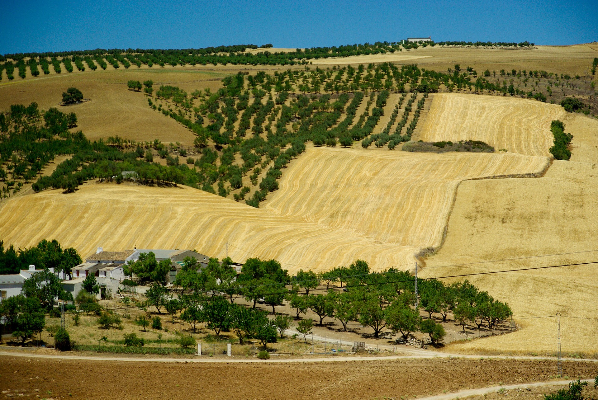 Ein "Hazienda" (Landgut) in Andalusien, dessen Bewirtschaftung sich hier durch etliche Olivenbäume kennzeichnet
