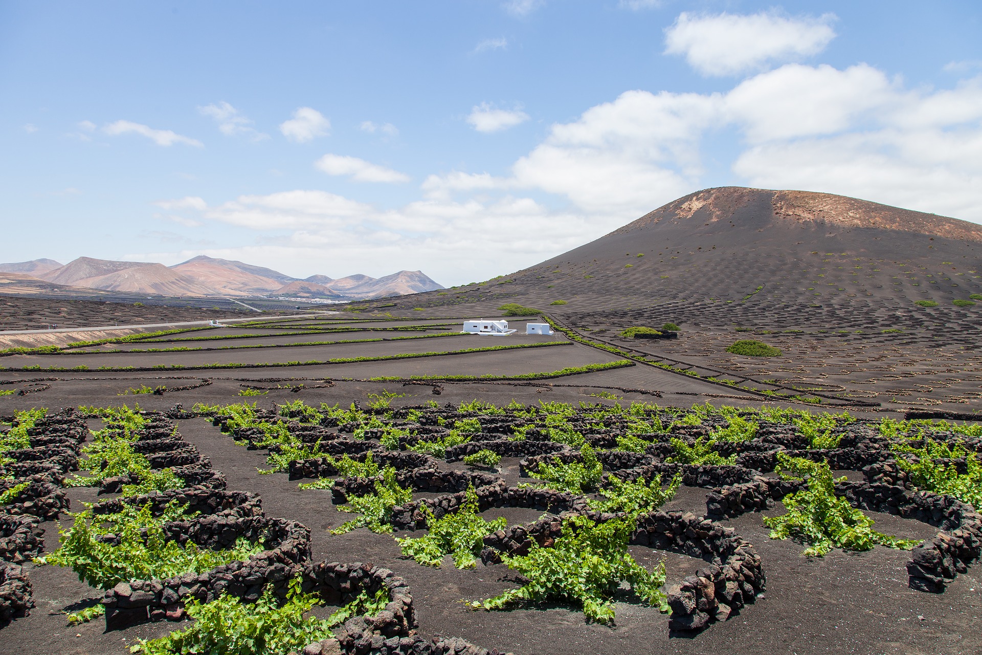 Weinanbau auf kargem Vulkangestein auf Lanzarote