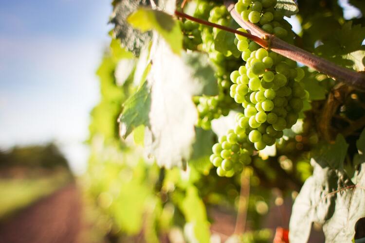 Weintrauben im Weinberg mit Sonne