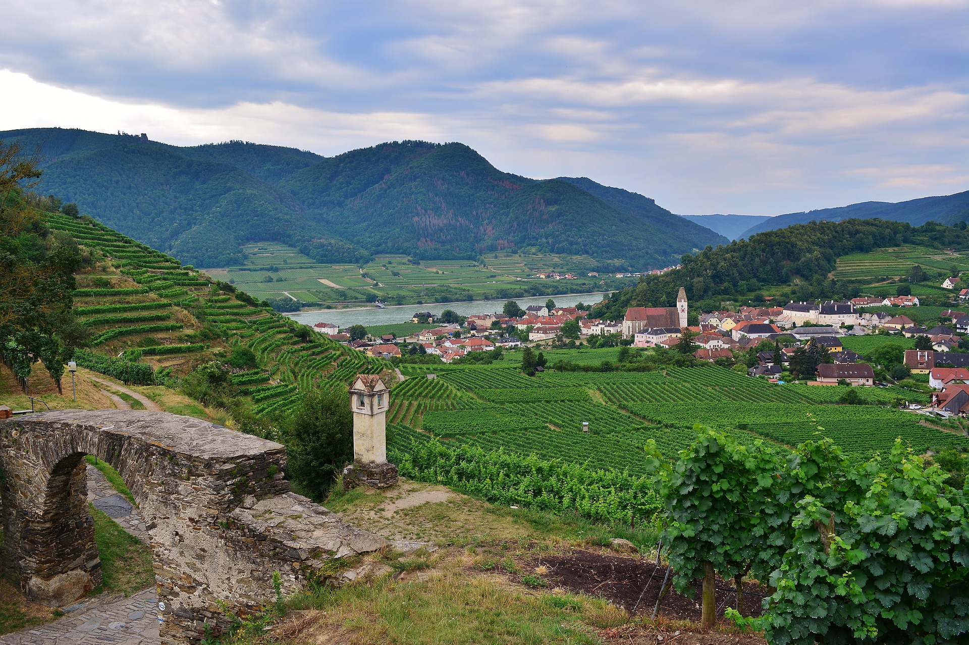 Weinbau an der Donau im österreichischen Wachau