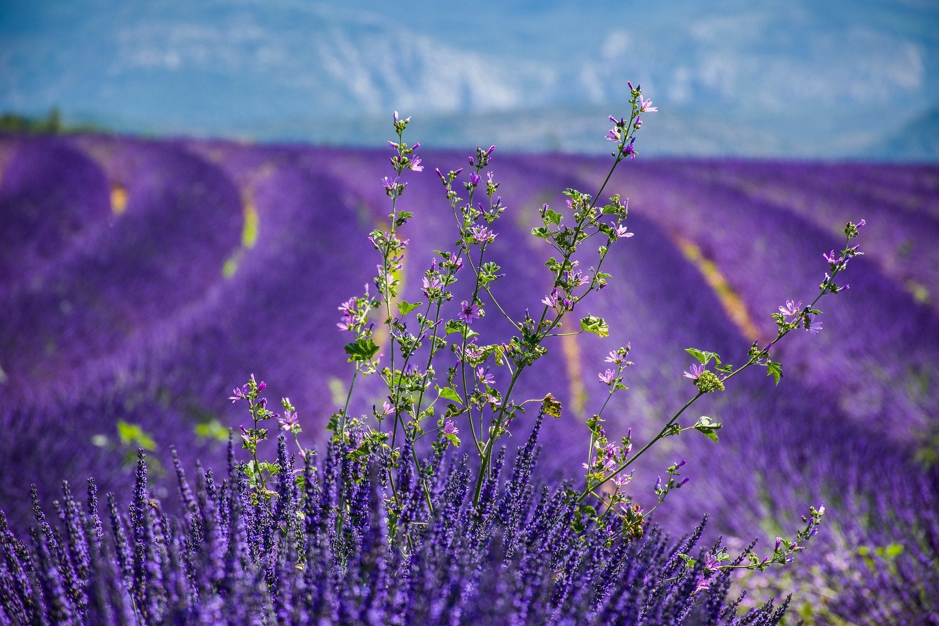 Provence - Lavendel, Kräuter und fantastische Weine