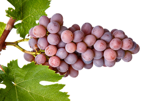 Grauburgunder