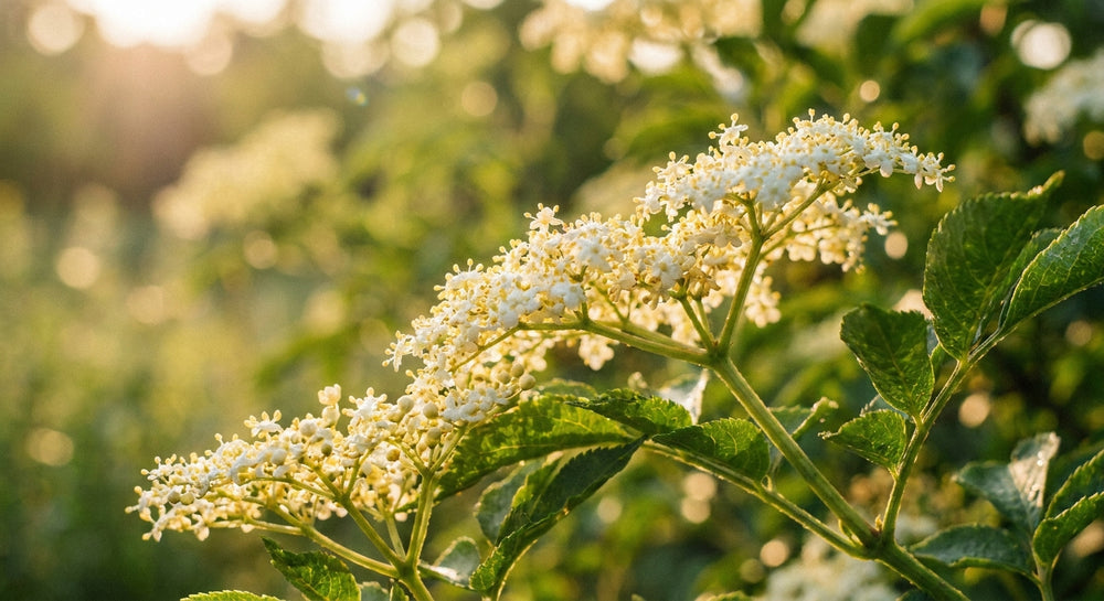 Visualisierung von Holunderblüte