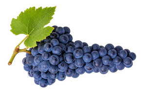 Merlot