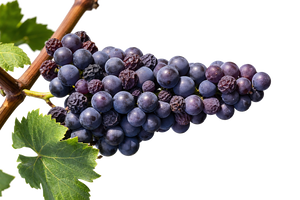 Primitivo