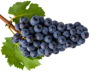 Sangiovese