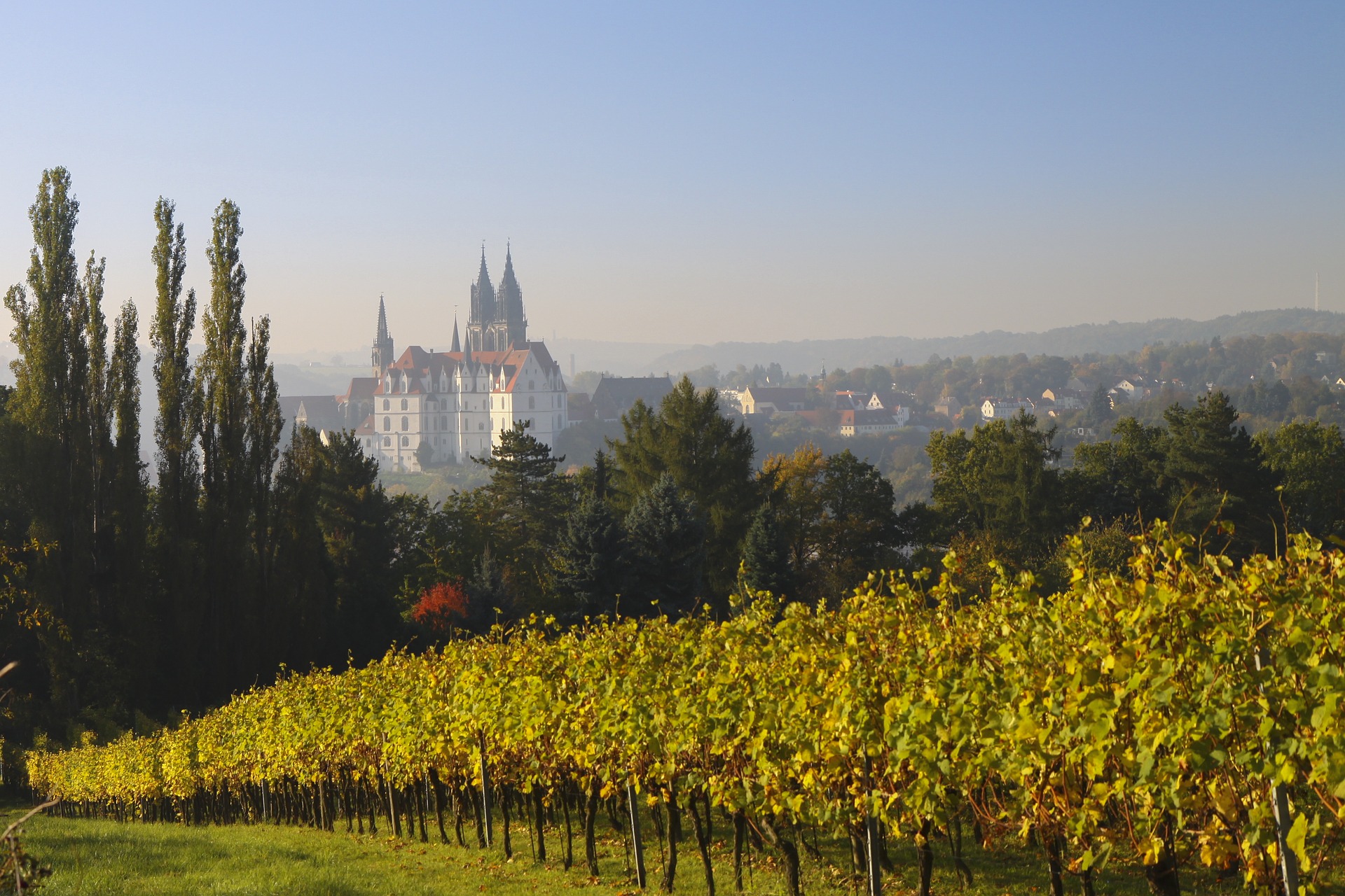 Im Vordergrund Weinreben, im Hintergrund das Schloss Albrechtsburg in Meißen