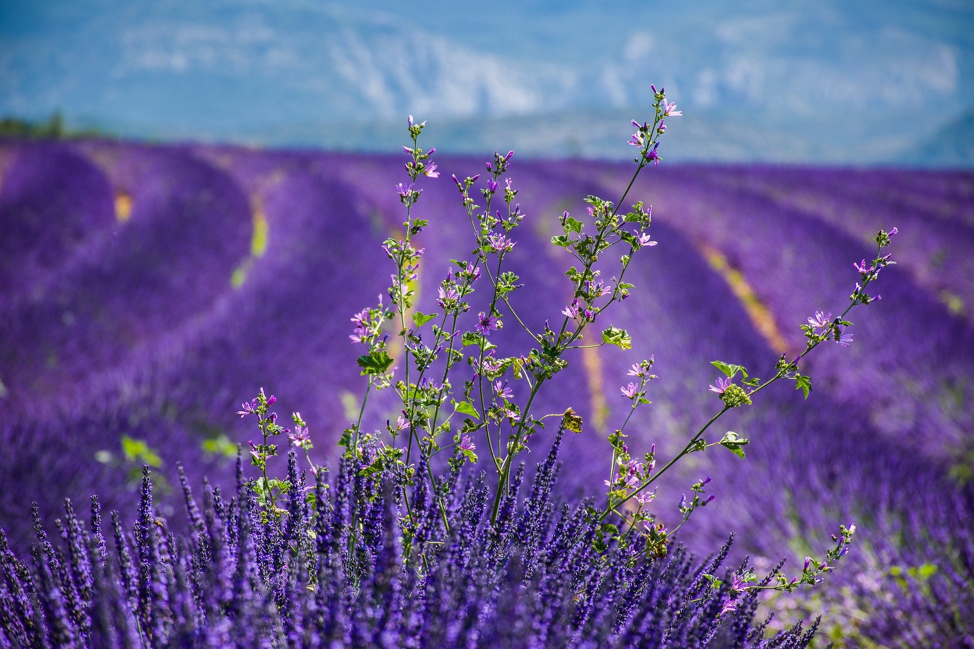 Provence - Lavendel, Kräuter und fantastische Weine