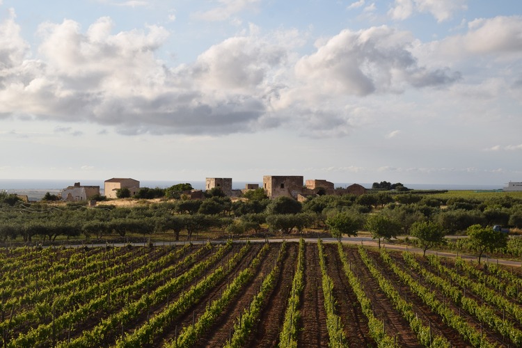 Weinbau auf Sizilien, Rebzeilen vor alten Gebäuden eines sizilianischen Weinguts