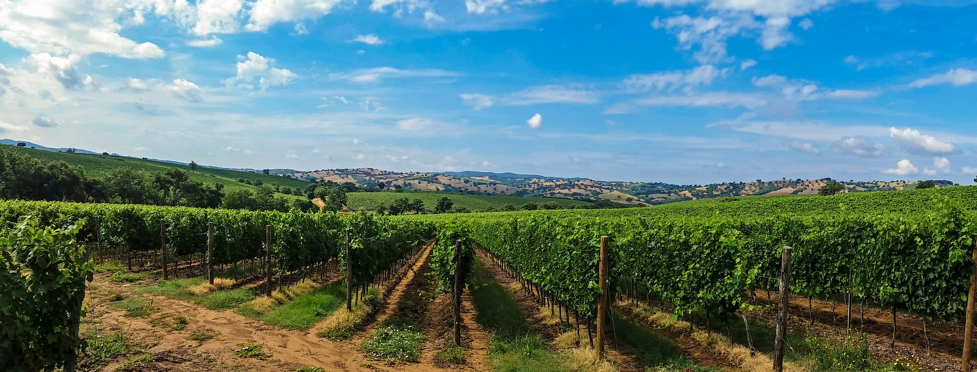 Toskanische saftig-grüne Rebzeilen unter strahlend blauem Himmel, im Hintergrund die charakteristische toskanische Hügellandschaft