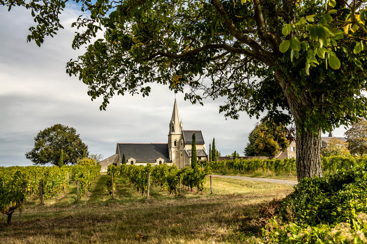 Weinreben in der Nähe einer Kirche im französischen Loire-Gebiet