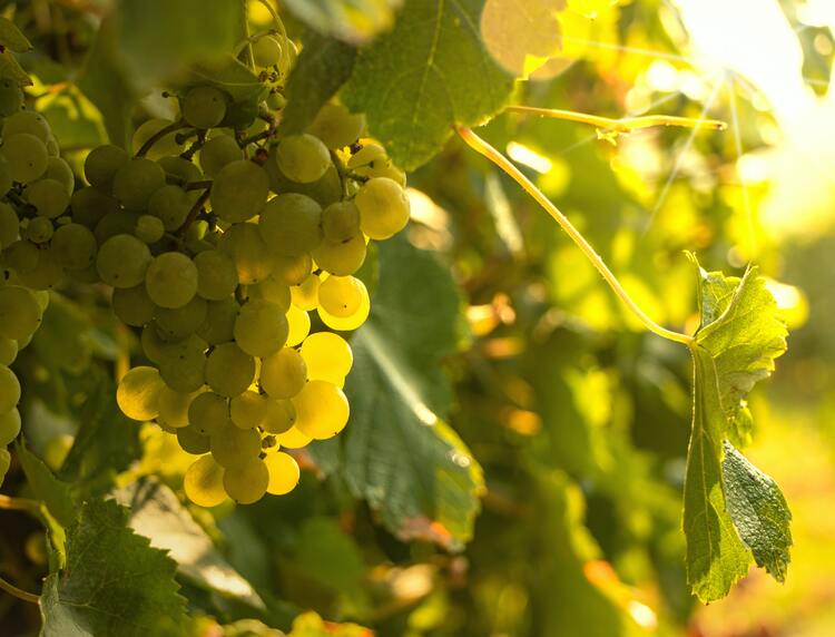 Weintrauben im Weinberg mit Sonne