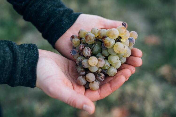 Weintrauben liegen in einer Hand