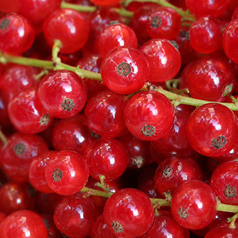 Visualisierung von rote Johannisbeere