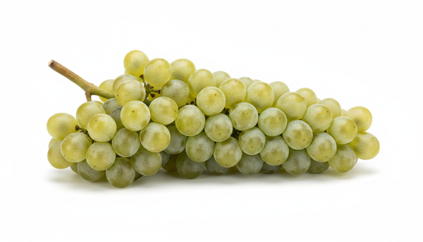 Weintraube Assyrtiko