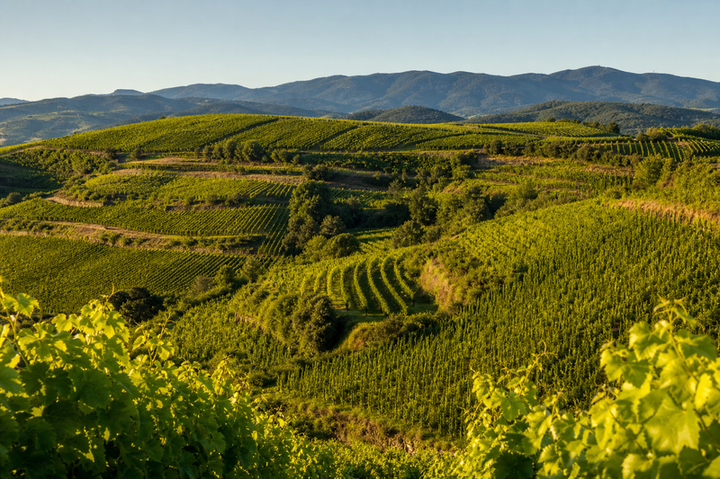 Baden Weinregion Landschaftsbild