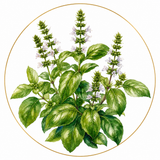 Balsamico