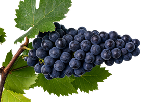 Cabernet Sauvignon