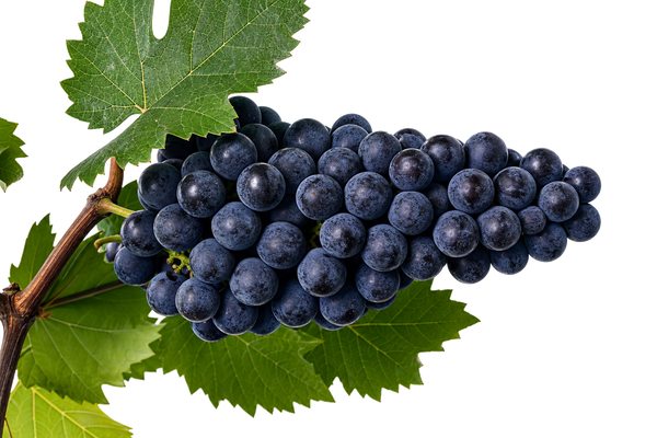 Weintraube Cabernet Sauvignon