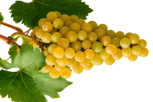 Chardonnay