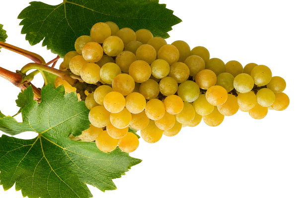 Weintraube Chardonnay