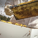 Manuka Honig MGO 820+, 225g