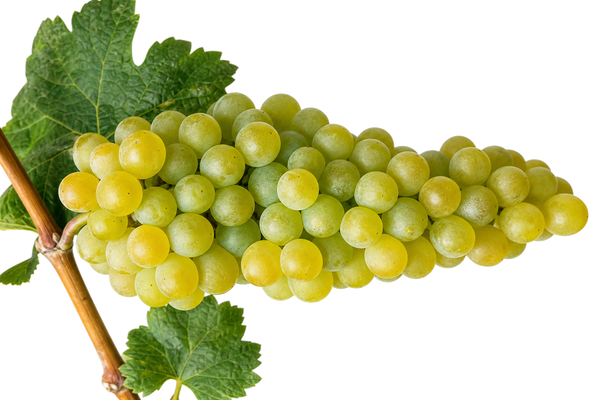 Weintraube Elbling