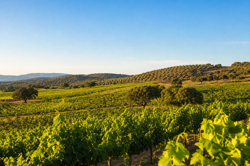 Extremadura Weinregion Landschaftsbild