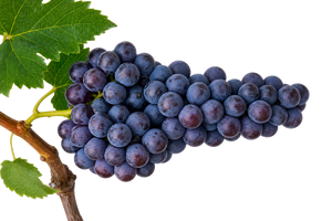 Garnacha