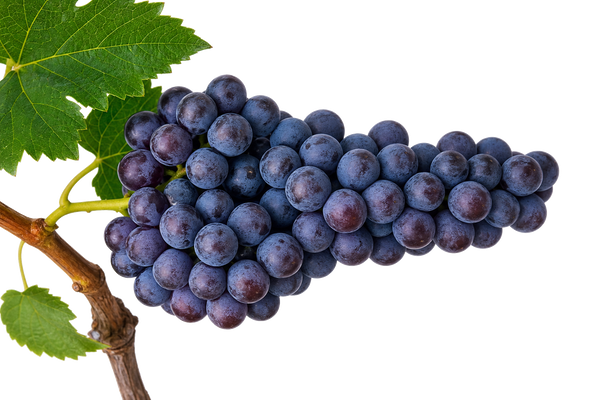 Weintraube Garnacha