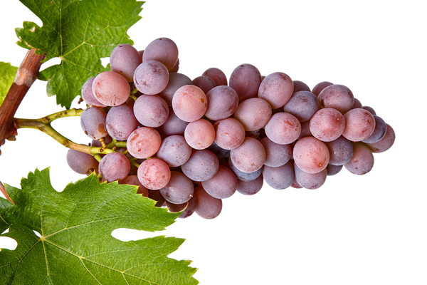 Weintraube Grauburgunder