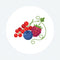 Wein Beerenfrüchte