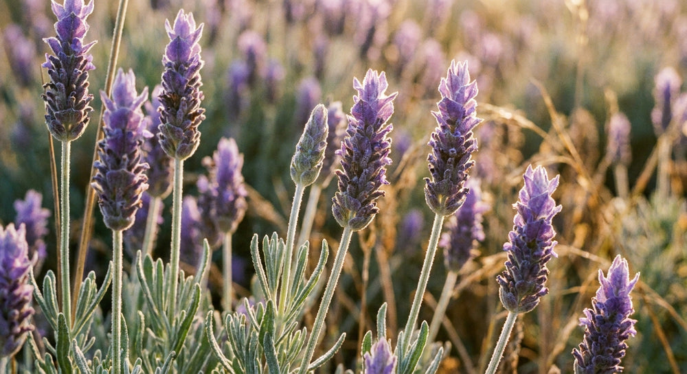 Visualisierung von Lavendel