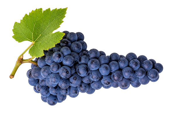 Weintraube Merlot