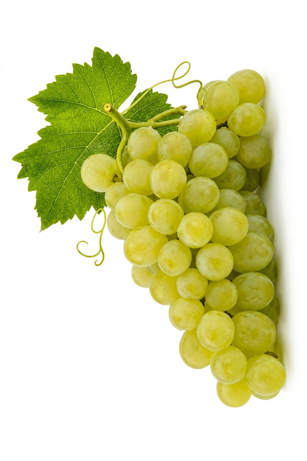 Weintraube Pecorino