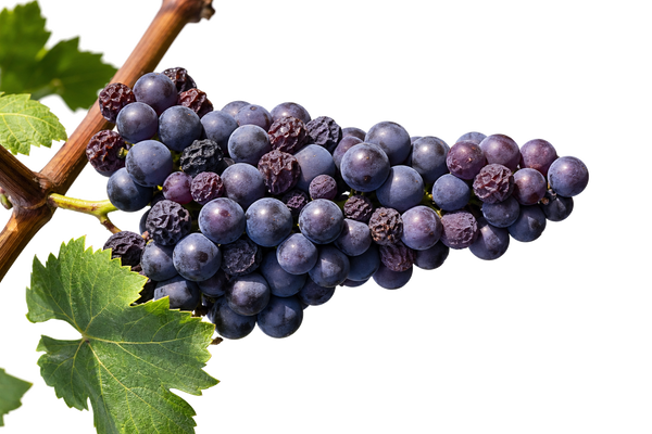 Weintraube Primitivo