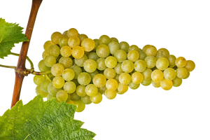 Riesling