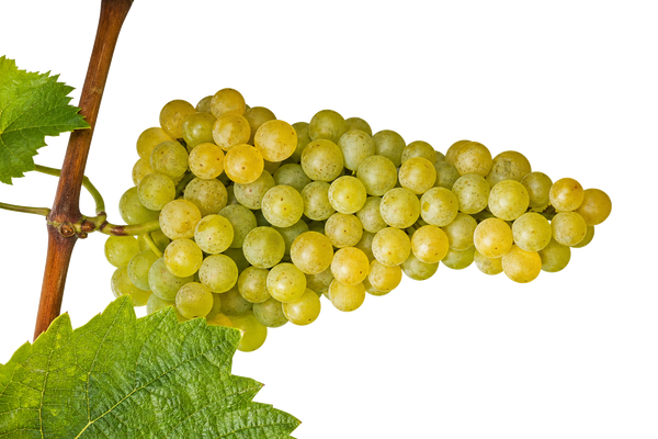 Weintraube Riesling