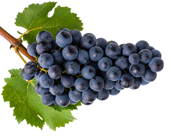 Weintraube Sangiovese