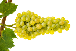 Sauvignon Blanc