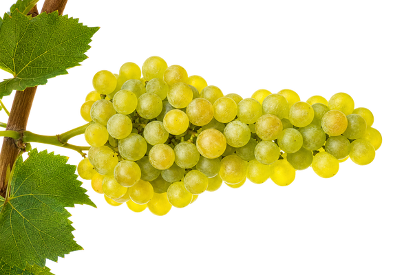 Weintraube Sauvignon Blanc