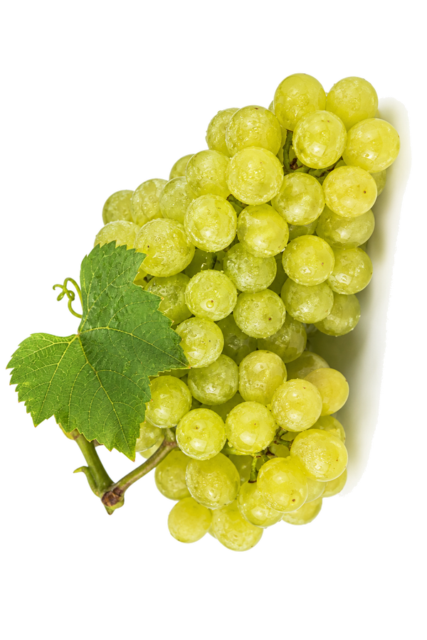 Weintraube Scheurebe