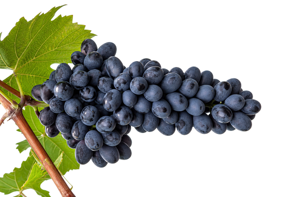 Weintraube Syrah